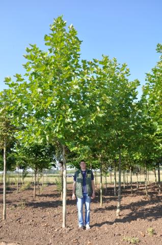 Platanus x acerifolia | kmínek 200 cm Platanus x acerifolia | kmínek 200 cm